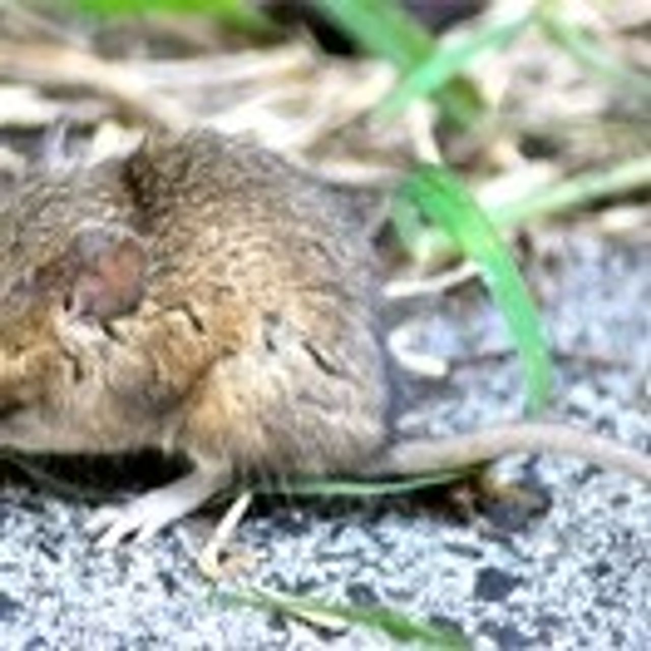ratsremoval