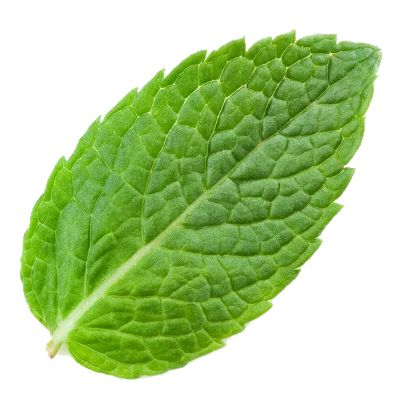 lyricmintcom